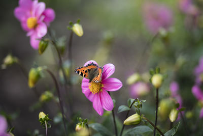 Close-up of bee pollinating on pink flower