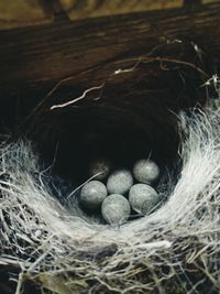 High angle view of bird in nest