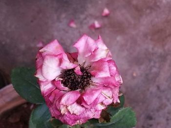 Close-up of pink rose