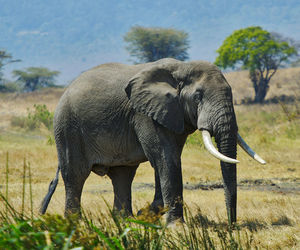 Elephant walking in a field