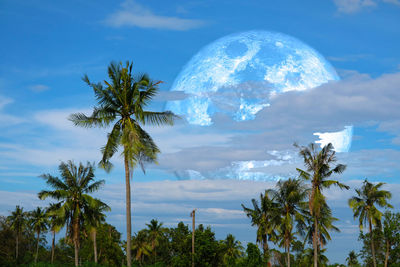 Low angle view of palm trees against blue sky