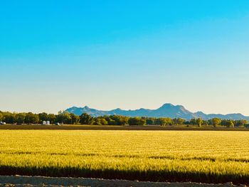 Scenic view of field against clear sky