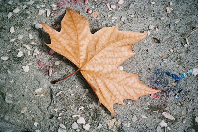 High angle view of fallen maple leaf