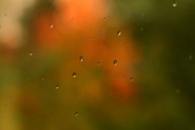 Close-up of water drops on ground