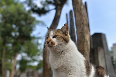 Low angle view of cat looking away