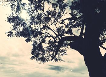 Low angle view of tree against sky