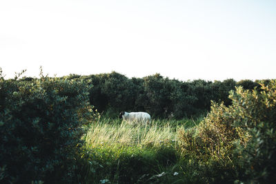 Sheep on field against sky