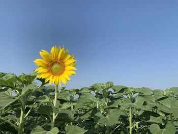 Close-up of sunflower against clear sky