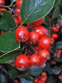 Close-up of wet red berries on plant