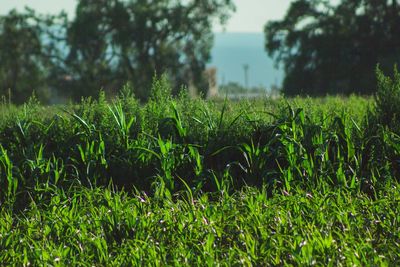 Close-up of grass on field