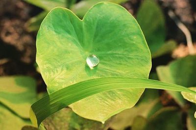 Close-up of leaves