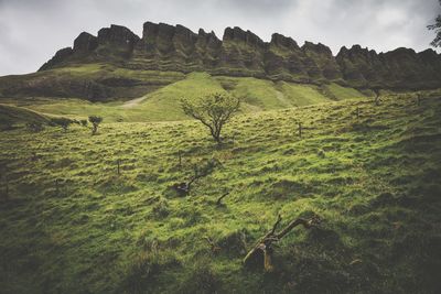 Scenic view of grassy landscape