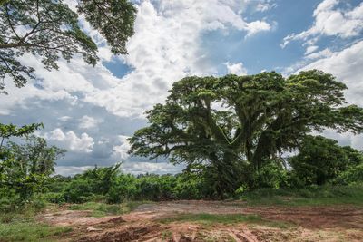 Low angle view of trees on field against sky