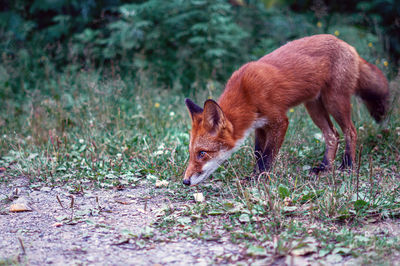Side view of fox on field