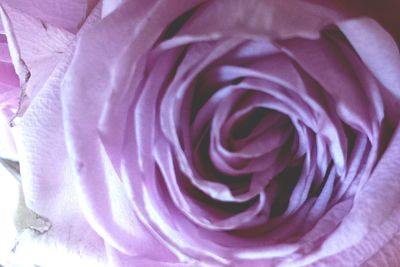 Close-up of pink rose