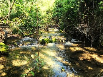 Stream flowing amidst trees in forest