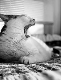 Close-up of cat lying on bed