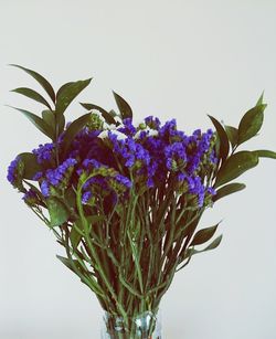 Close-up of purple flowers