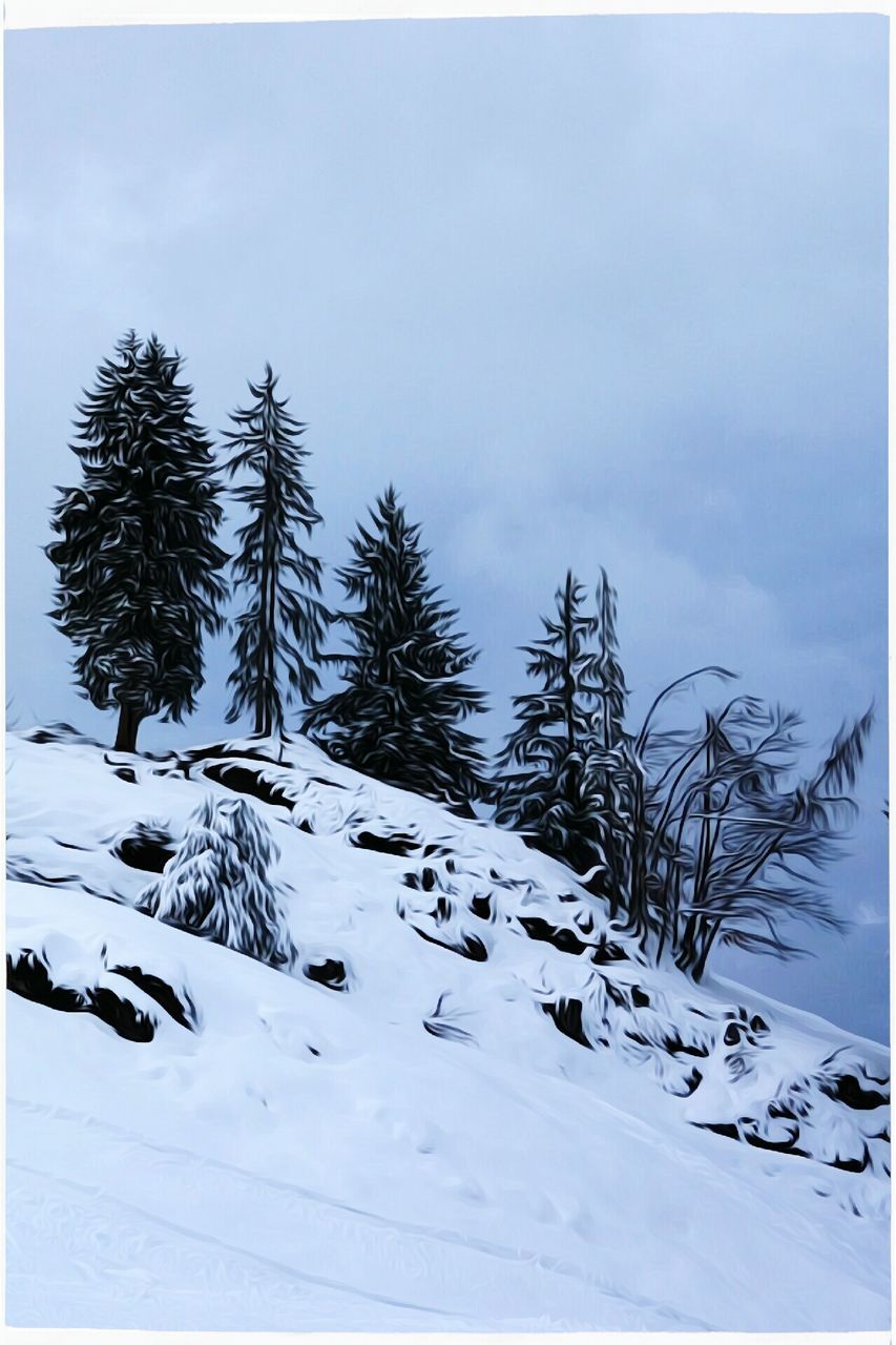 SNOW COVERED TREE IN FOREST