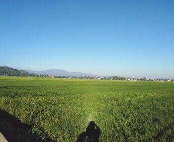 Scenic view of field against clear sky