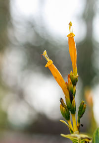 Close-up of flowering plant