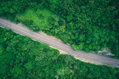 High angle view of road amidst trees