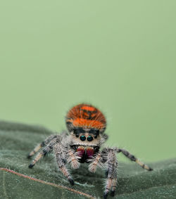 Close-up of spider