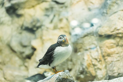 Close-up of bird perching on rock