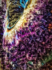 Macro shot of purple flowering plants