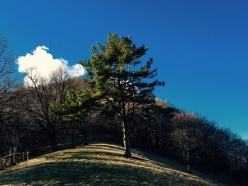 Trees on landscape against blue sky