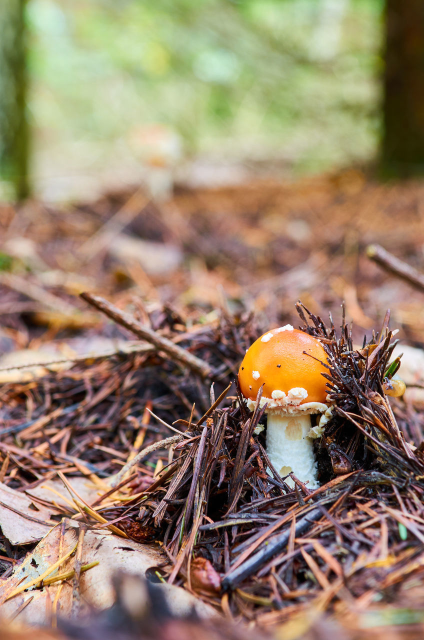 CLOSE-UP OF MUSHROOMS GROWING ON LAND