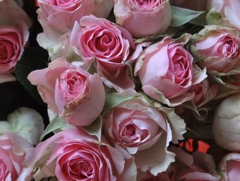 Full frame shot of pink rose