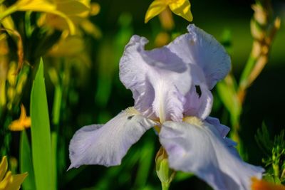 Close-up of white flowering plant