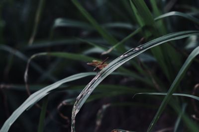 Close-up of insect on grass