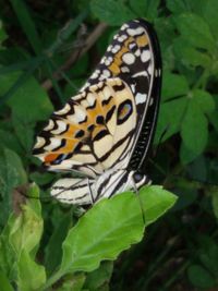 Close-up of butterfly on leaf