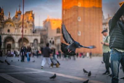 A bird flying in san marco square, venice italy