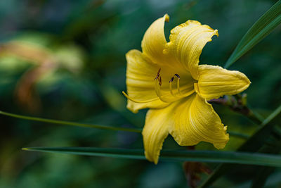 Close-up of insect on yellow flower