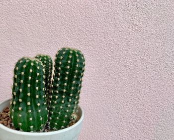 High angle view of succulent plant on table