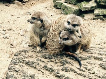 Monkey on rock
