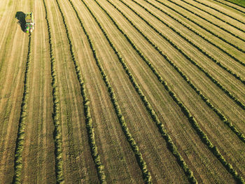 Full frame shot of crops on field