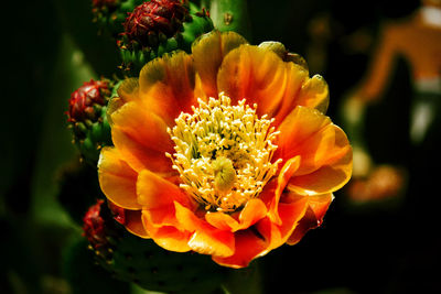 Close-up of orange flower