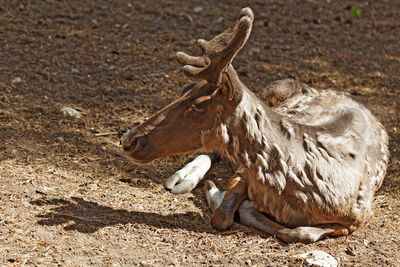 A forest reindeer lying and sunbathing