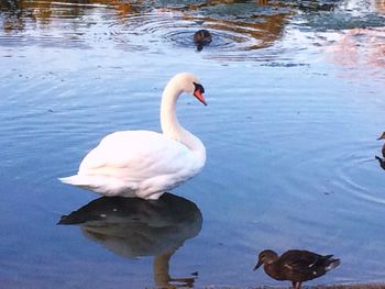 Swan swimming in lake