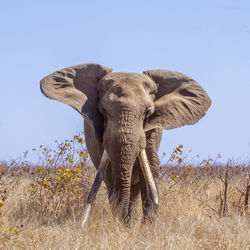 View of elephant on land against sky
