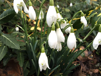 Close-up of white flowers blooming outdoors