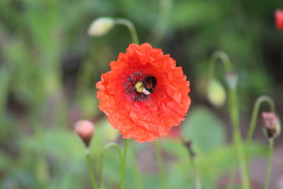 Close-up of bee on poppy