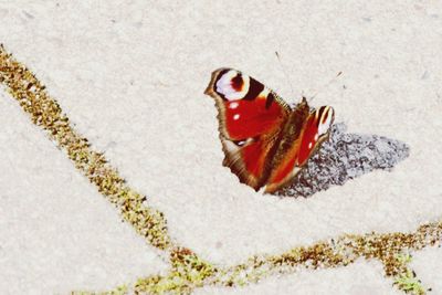 Close-up of red flower