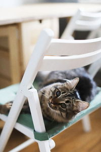 Portrait of cat relaxing on chair