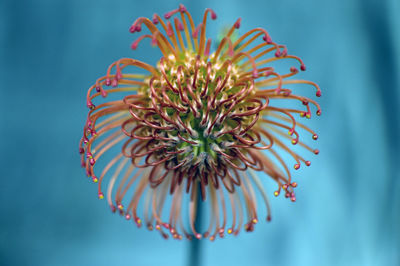 Close-up of flower bud