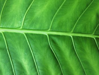 Full frame shot of green leaves